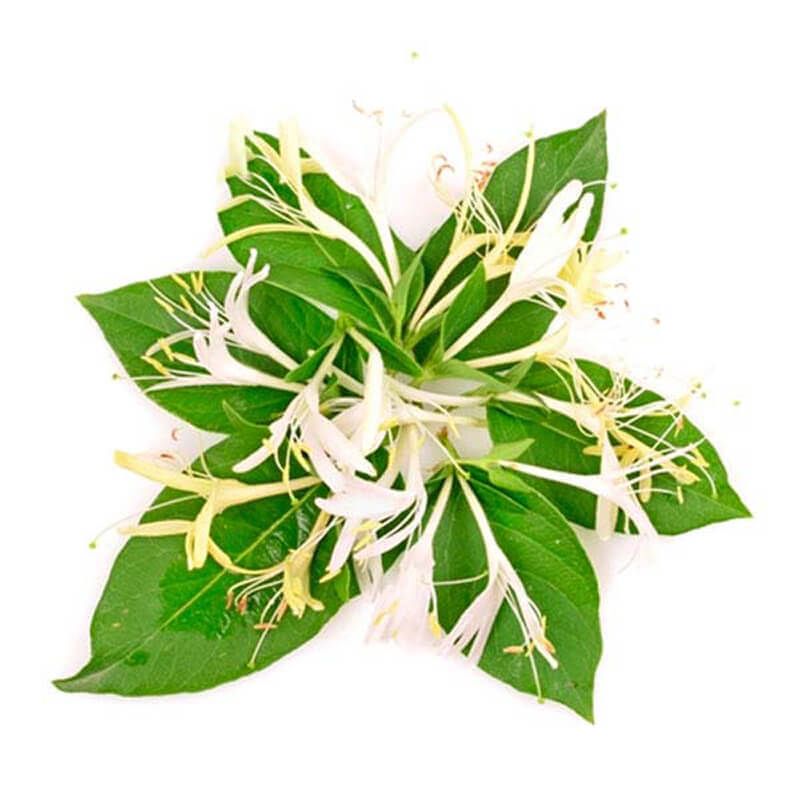 Honeysuckle (PG)