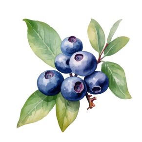 Blueberry