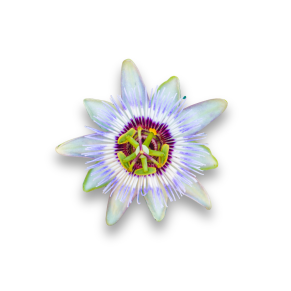 Bolsjehuset Aroma Maracuja